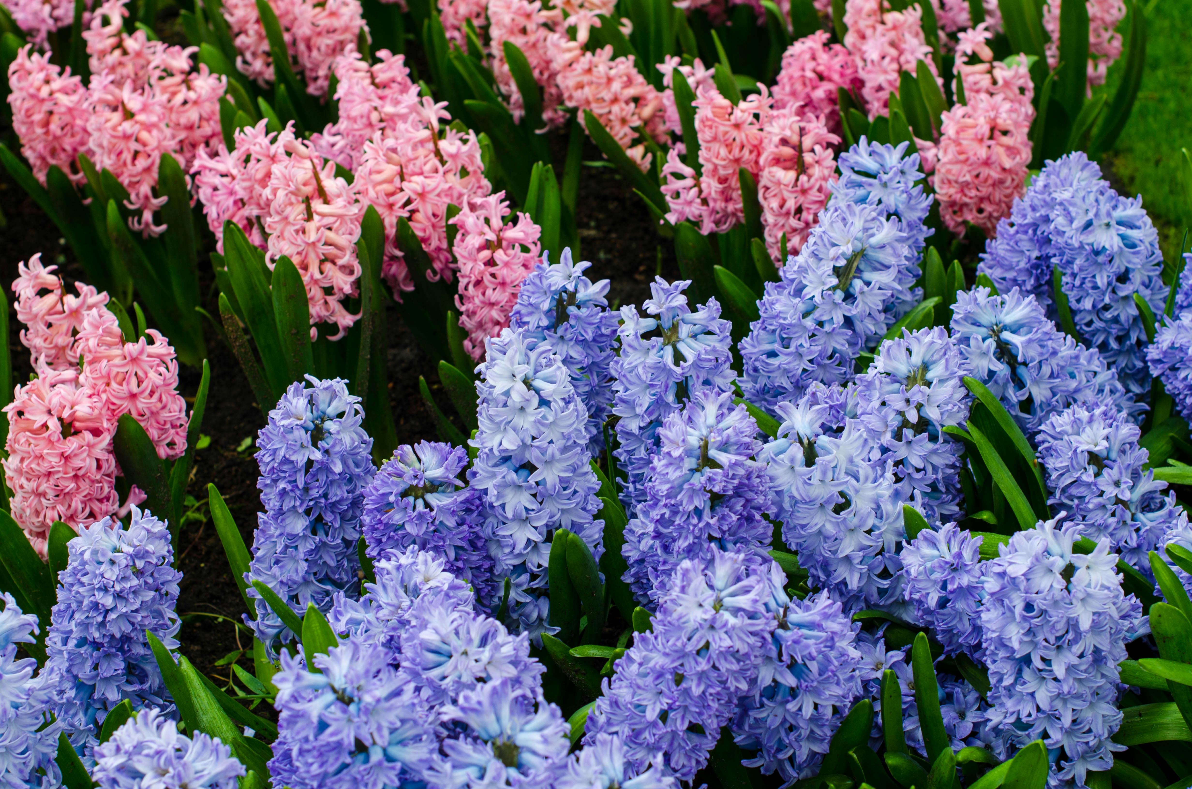 Blue and Pink Hyacinth in a field