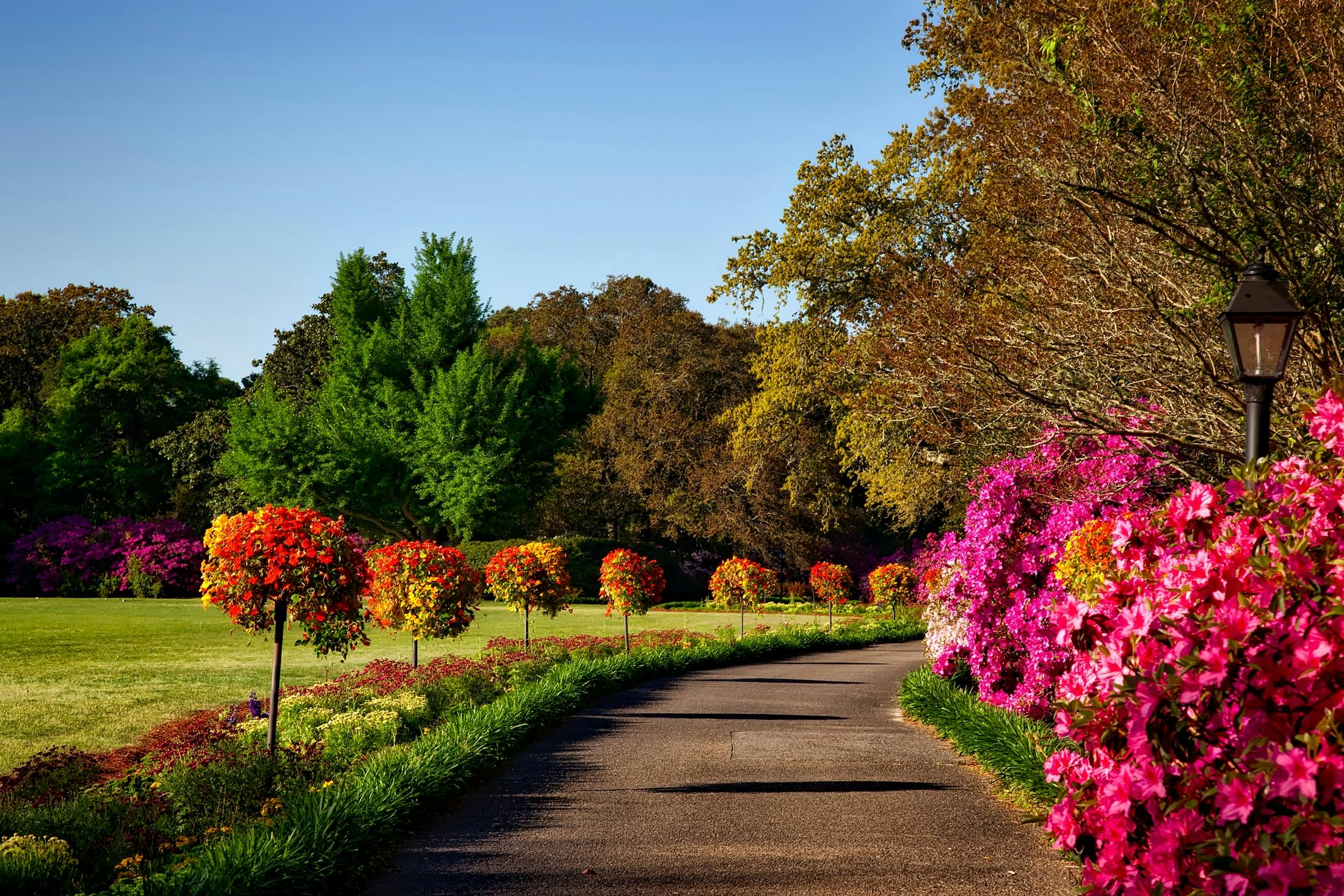 park pathway lined with red flowers and rose-trees